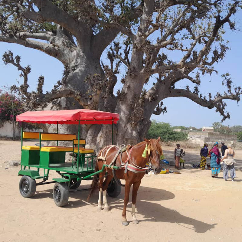 le baobab sacré de nianing sénégal