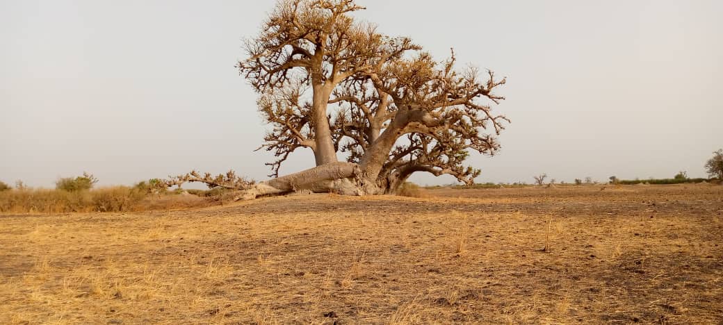 baobab de brousse au Sénégal