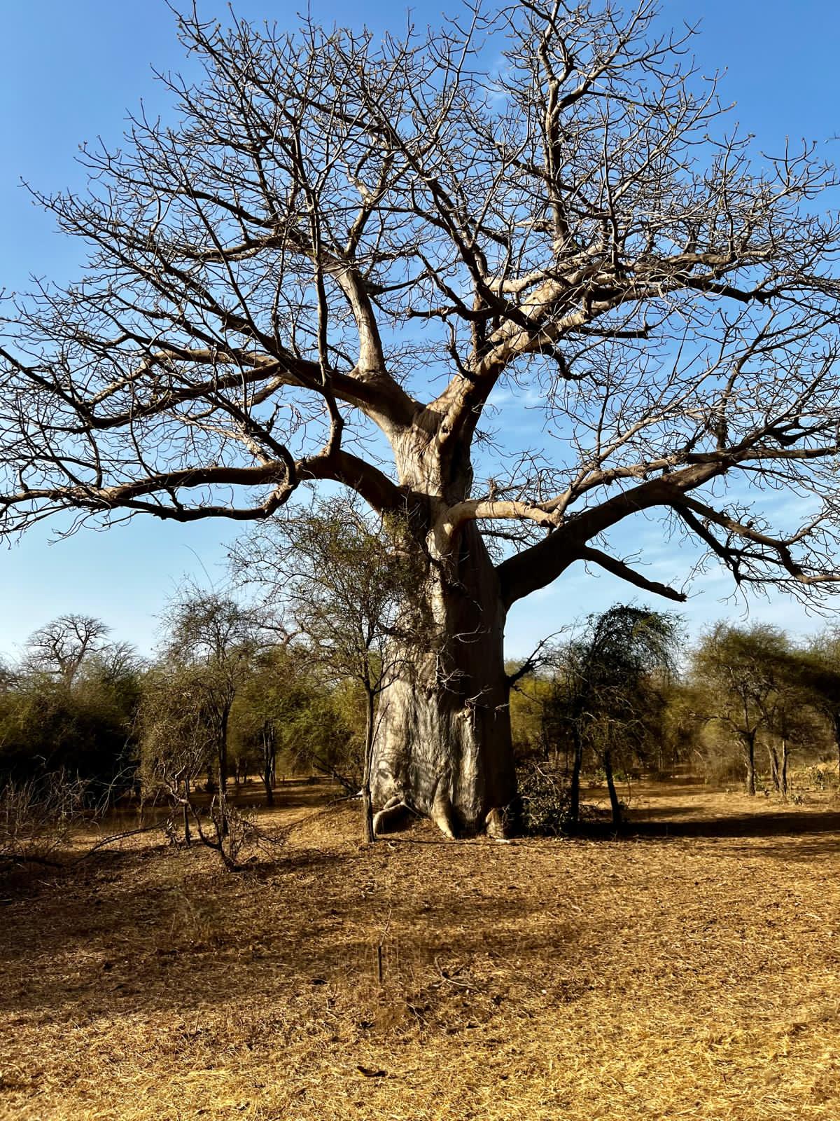 Boabab au Sénégal