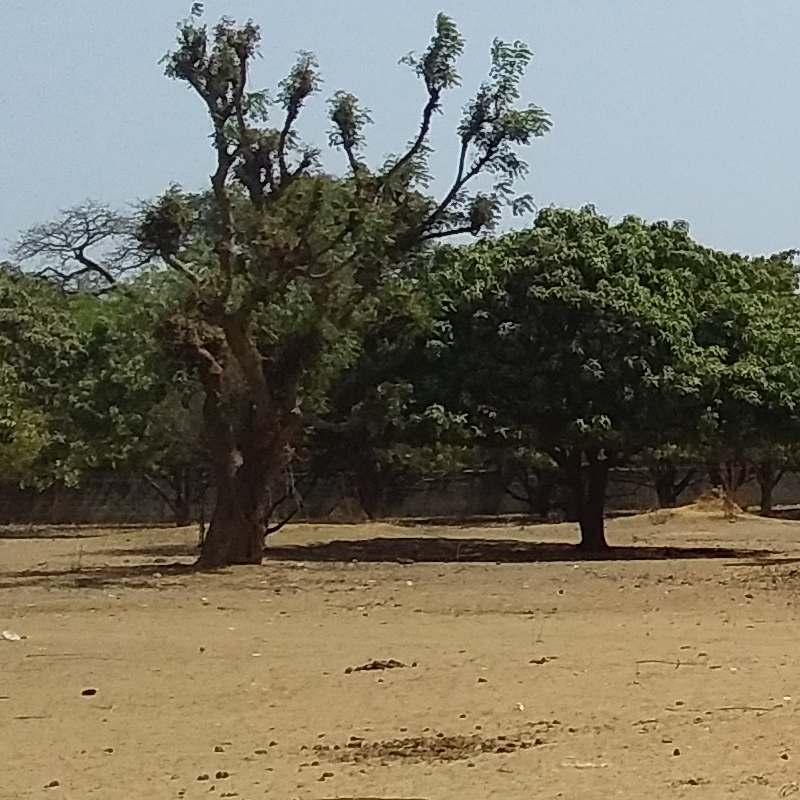 Terrain à vendre au Sénégal